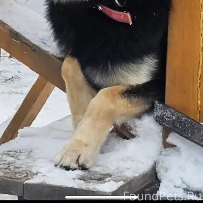Ищем собаку. Убежал только что...