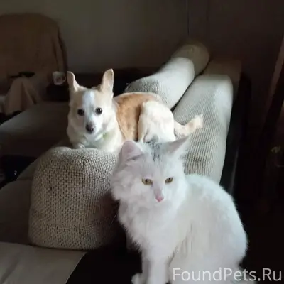 В д. Анхимово Вологодской обл....