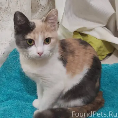 Пропала кошка по кличке Мурка....