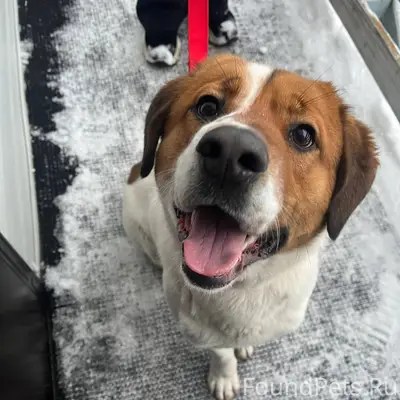 ❗️Внимание❗️ Найден щенок, бег...