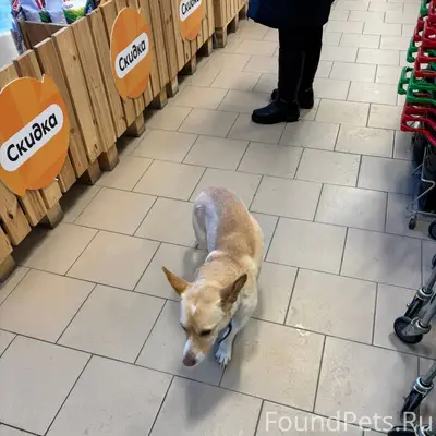 Вот такой пёсик сидит в Пятерк...