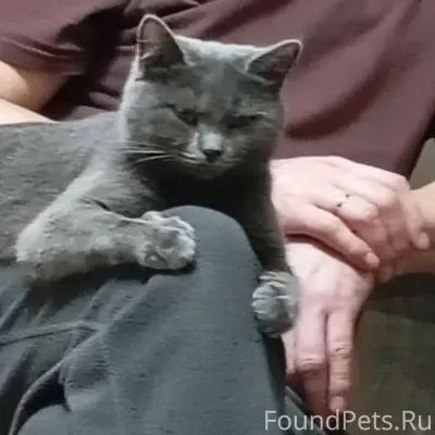 Пропала кошка. Будем благодарн...