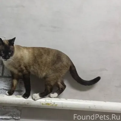 Здравствуйте! Пропал кот, сиам...
