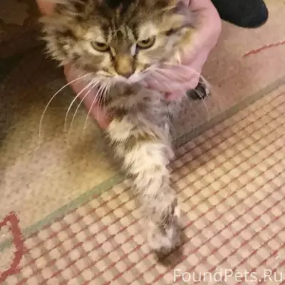 Сняли молоденькую кошечку вчер...