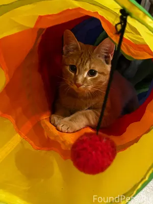 Найден рыжий котенок в доме по...