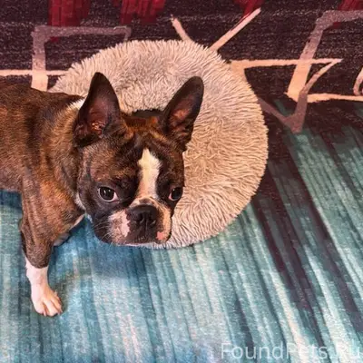 Потерялась собака Пачи в город...