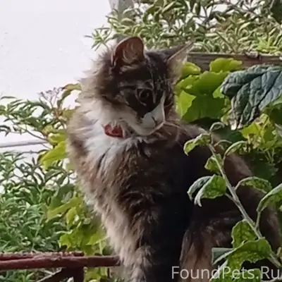 Пропала кошка Лиза