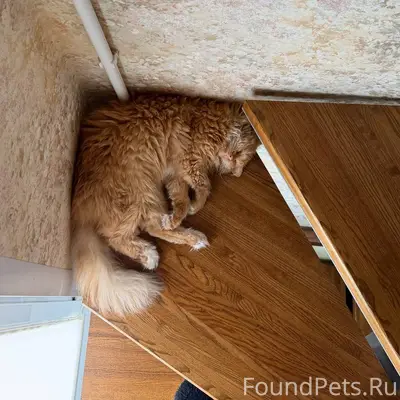 Пропал кот Нашедшим просьба со...