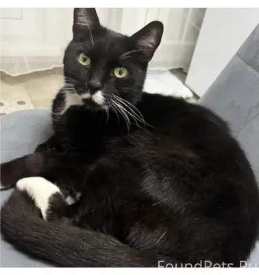 Отдам кота в добрые руки, найд...