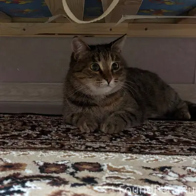 Здравствуйте, пропала кошка в ...