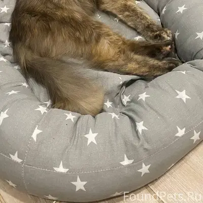 ИЩЕТ ДОМ СПАСЕННАЯ КОШЕЧКА! На...