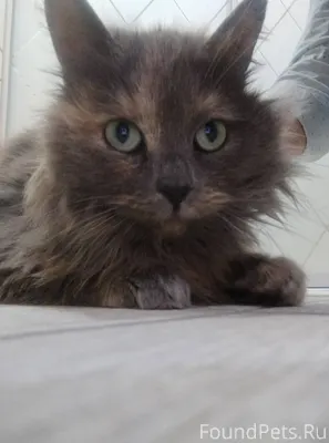 Найдена кошка. Возле детского ...