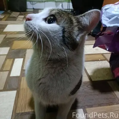 Найден кот, весь день просидел...