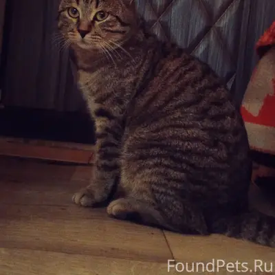 Пропал кот! Пропал кот по клич...