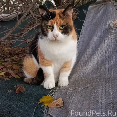 🆘🆘🆘 друзья! РАЗЫСКИВАЕТСЯ ТРЕХ...