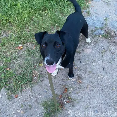 ПРОПАЛ ПЕСИК. Кличка Рой. Посё...