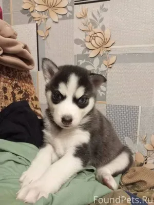 Пропал щенок, два месяца на Кл...