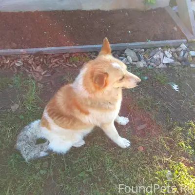 Пропал пёс, по кличке Рэкс. Бы...