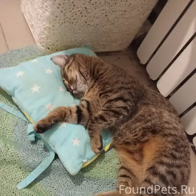 Добрый день!Пропала кошка. Люб...