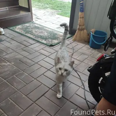 Пропал кот. Если кто видел про...