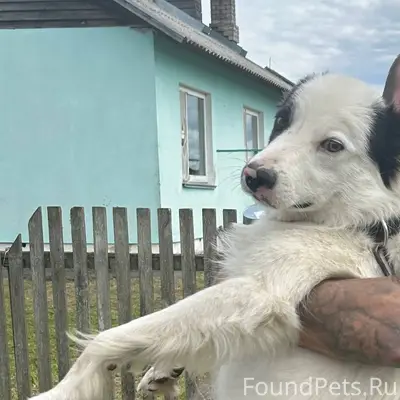 Пропал собака 9-го числа, на.....