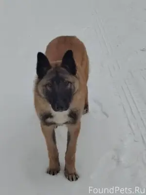 Была найдена собака, кобель на...