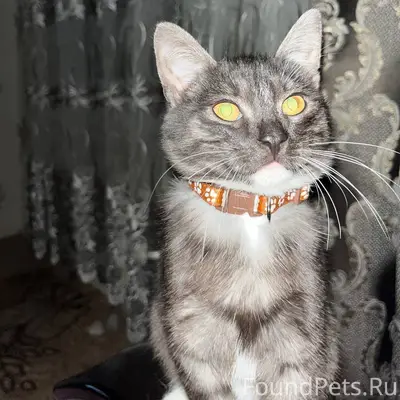 Пропал кот.. Мальчик, отзывает...