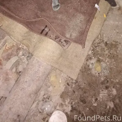 Найден котик! Приютить смогли ...