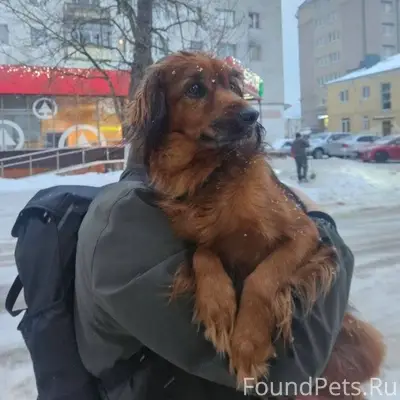 ‼️Пионерск‼️ Нашли собаку кг 7...