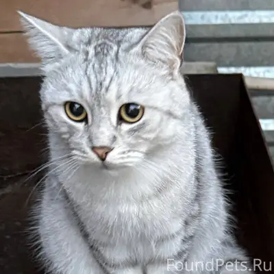 Пропал кот. Домашний ласковый,...