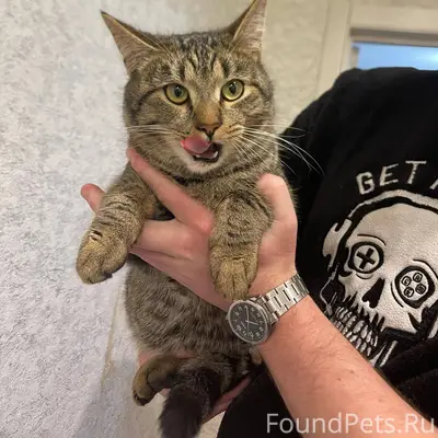 ‼️НАЙДЕН КОТ‼️ проспект Ленина...