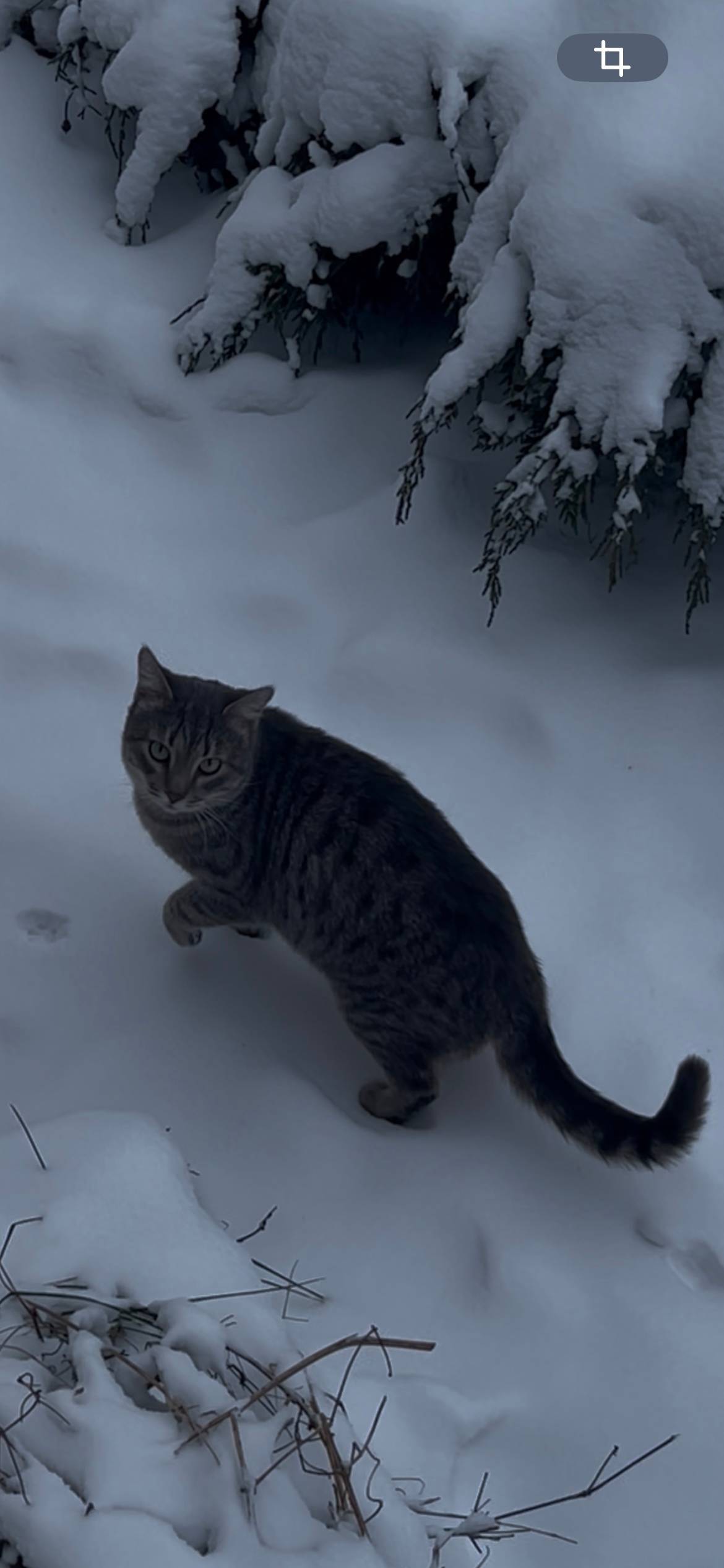 ПРОПАЛ КОТ кот среднего телосл...