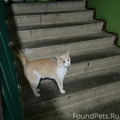Найдена кошка на Пролетарской ...