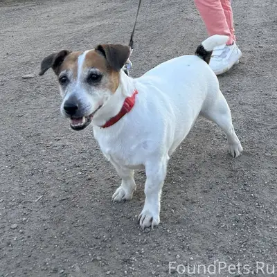 ОБЪЯВЛЕНИЕ: ПОТЕРЯЛАСЬ СОБАКА!...