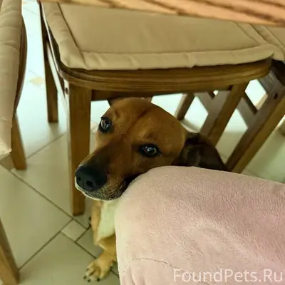 Пропал пес, отзывается на клич...