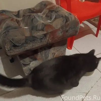 Бронницы, МО Найден кот! Обнар...