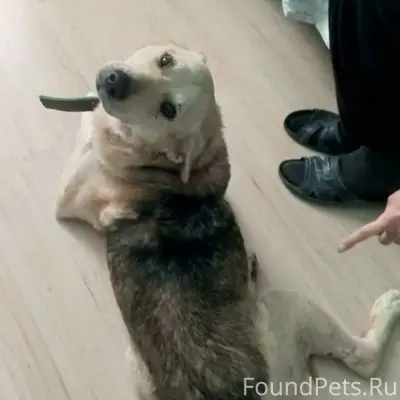 ПРОПАЛ ПЁС! Вчера (13.01.2026....