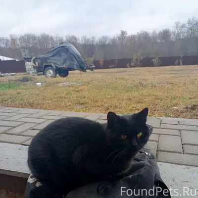 ‼️‼️Пропал кот‼️‼️ Потерялся в...