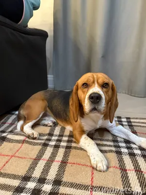 Найдена собака породы бигль, к...