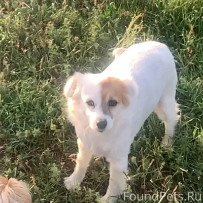 Пропала собака в районе Исмаил...