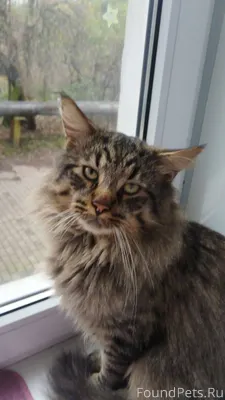 Я информатор! Пропал кот с ул....