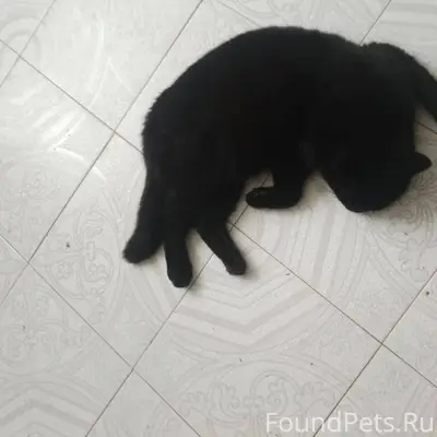 Сегодня ночью пропал чёрный пу...