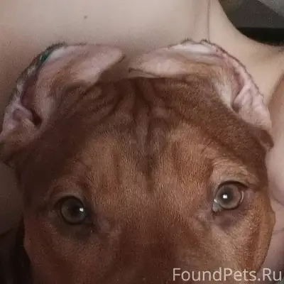 Пропала собака американский пи...