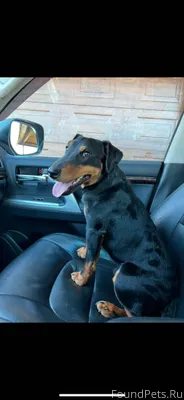 Пропала собака. Породы ягдтерь...