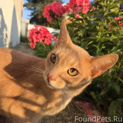 В Лядно по ул.Аграрная пропал....