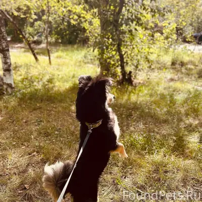 Добрый день. Убежала сегодня в...