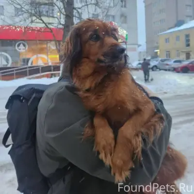 ‼️Пионерск‼️ Нашли собаку кг 7...