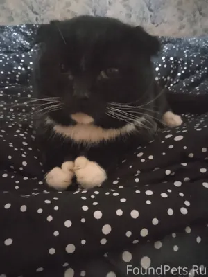 Найден кот недалеко от гостини...