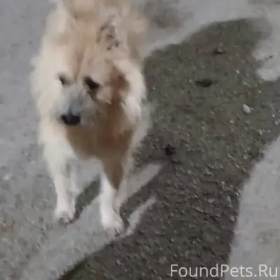 Пропала собака Зовут снежок Ка...