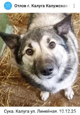 Калуга! 🆘🆘🆘 Срочный поиск соба...